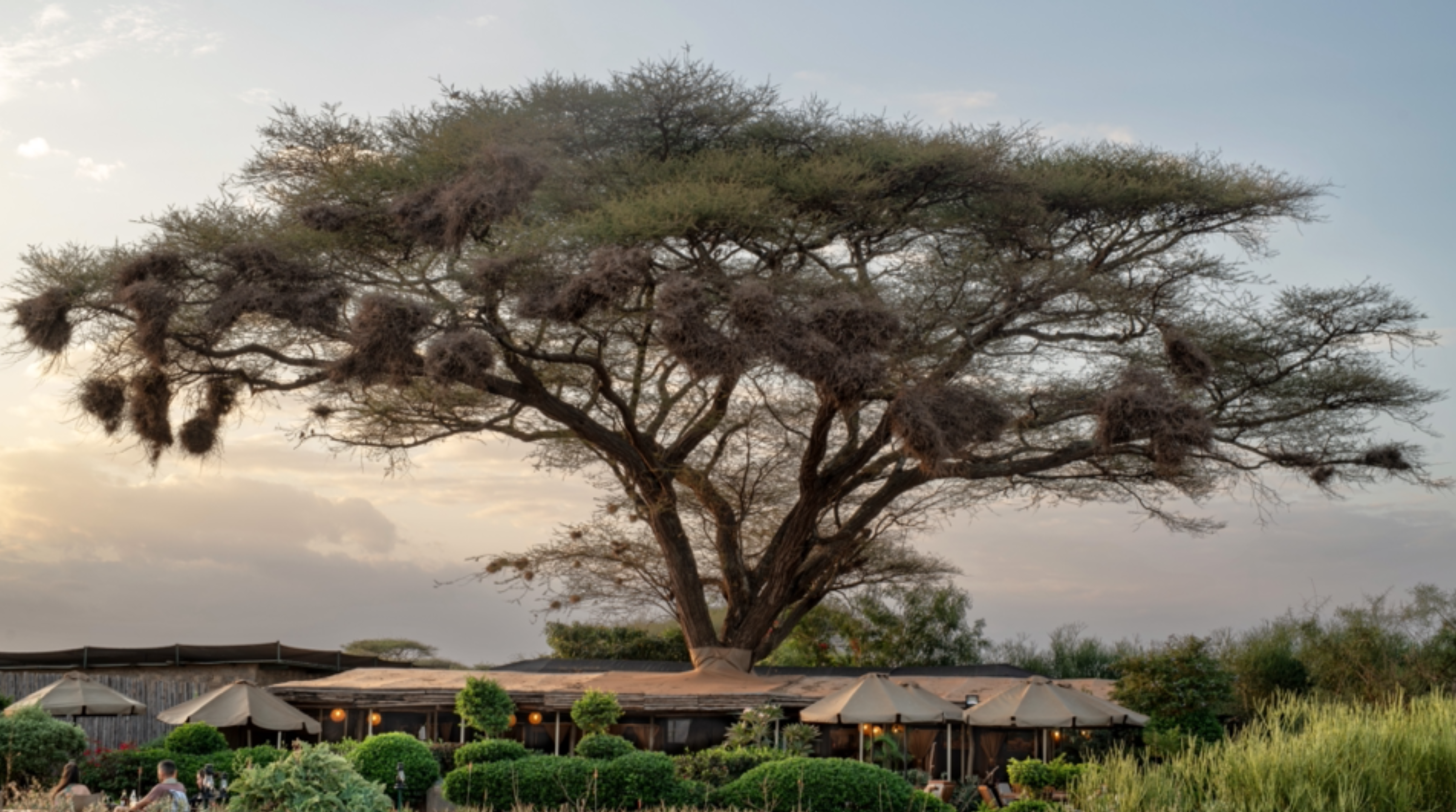 Tulia Amboseli Safari Camp thumbnail 6
